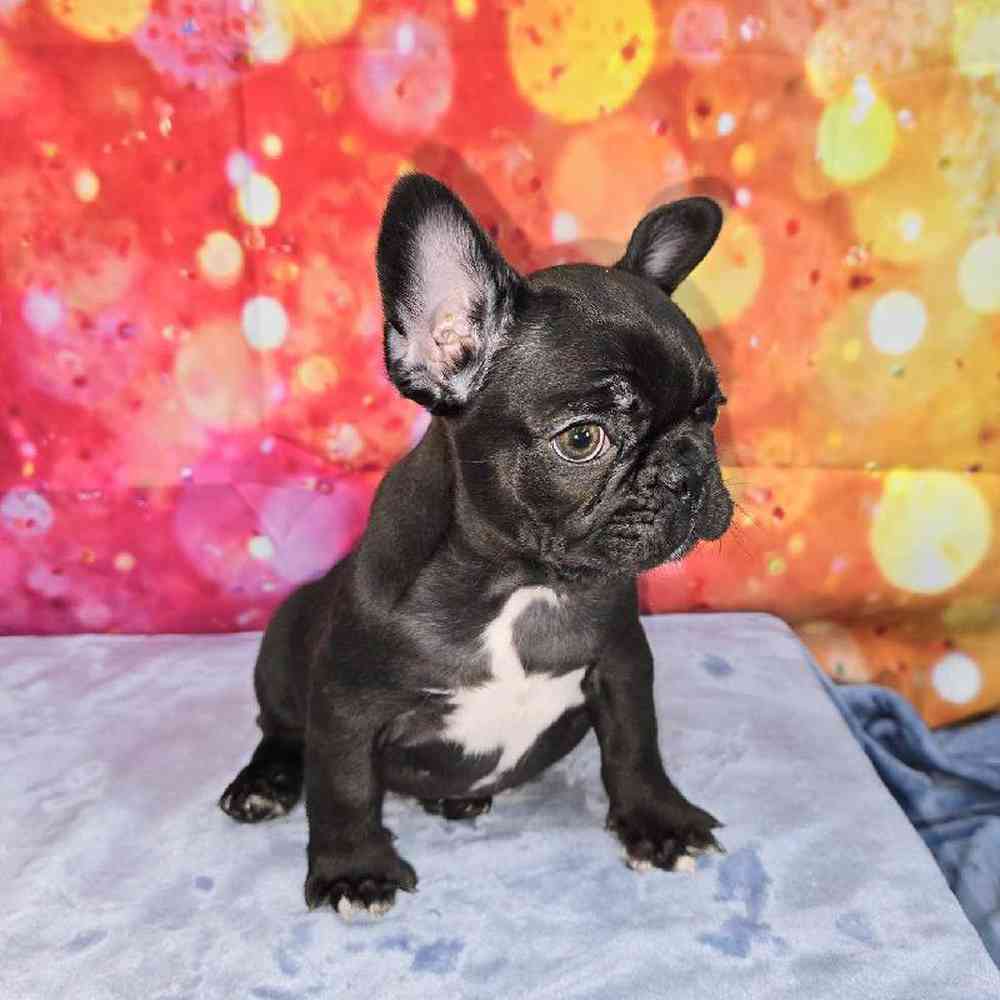 Female French Bulldog Puppy for Sale in Virginia Beach, VA