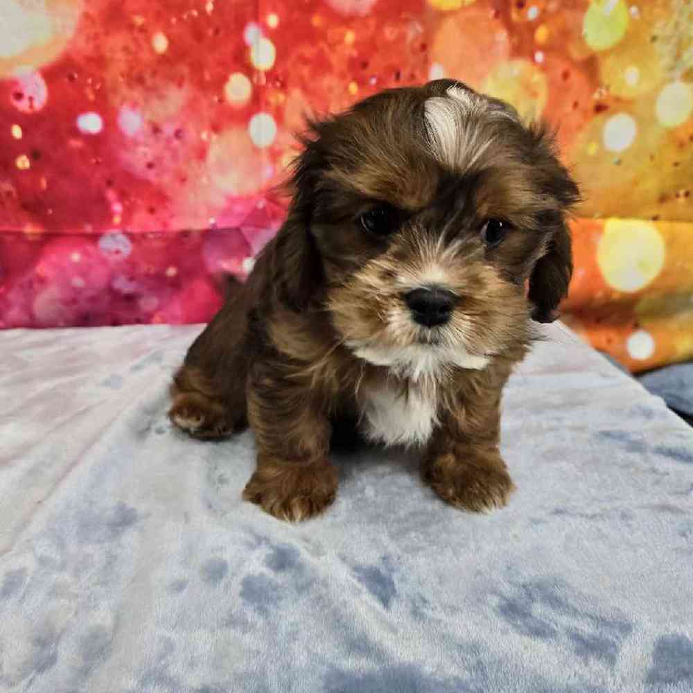 Male Lhasa Apso-Cavalier Puppy for Sale in Virginia Beach, VA