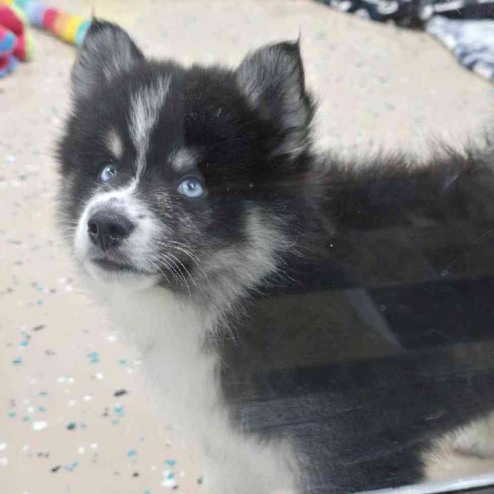 Male Pomsky Puppy for Sale in Virginia Beach, VA