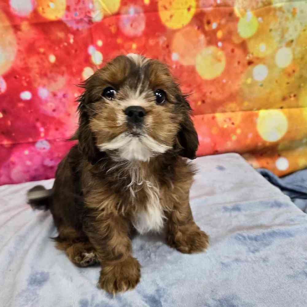 Male Lhasa Apso-Cavalier Puppy for Sale in Virginia Beach, VA