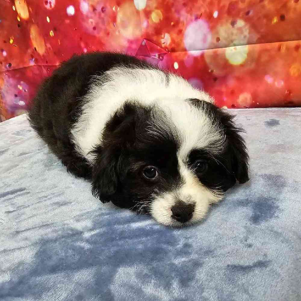 Female Mini Aussiedoodle Puppy for Sale in Virginia Beach, VA