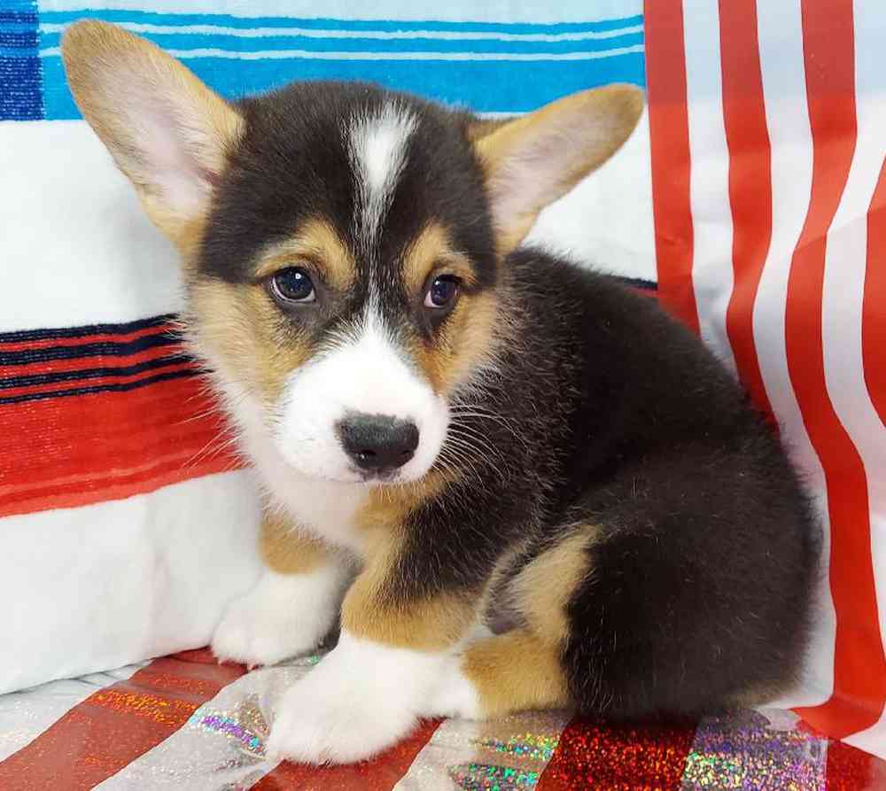 Male Pembroke Welsh Corgi Puppy for sale
