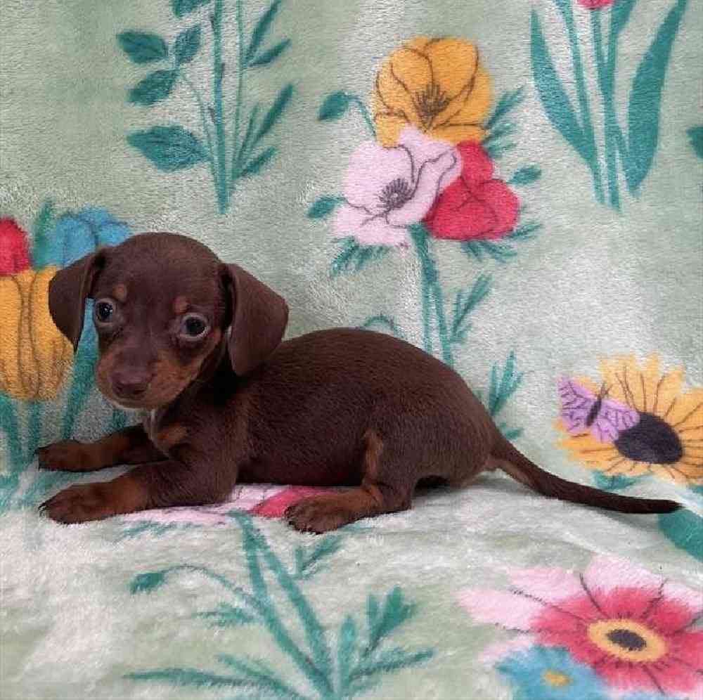 Female Dachshund Puppy for sale