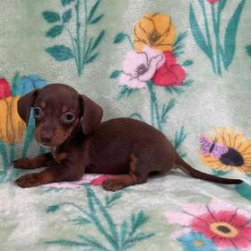 Dachshund