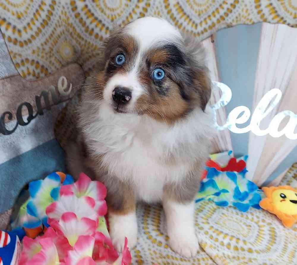 Female Mini Aussie Puppy for sale