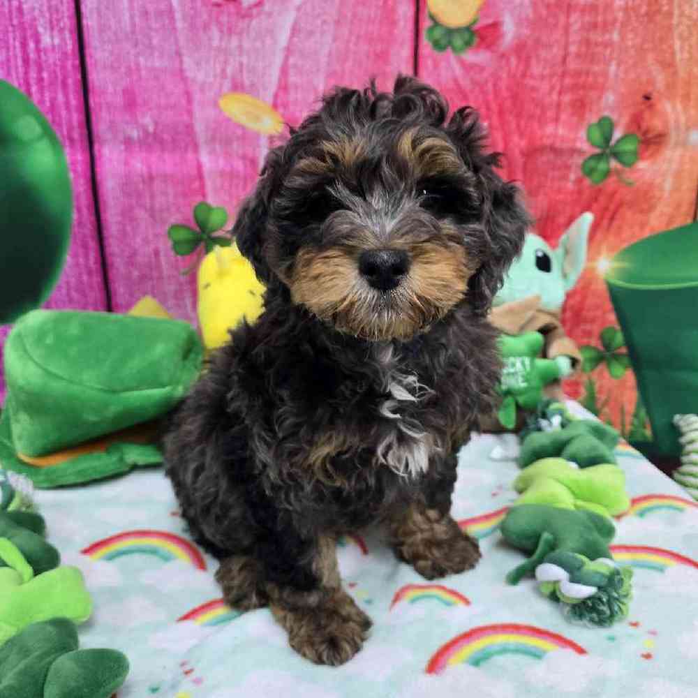 Male Mini Bernadoodle Puppy for Sale in Virginia Beach, VA