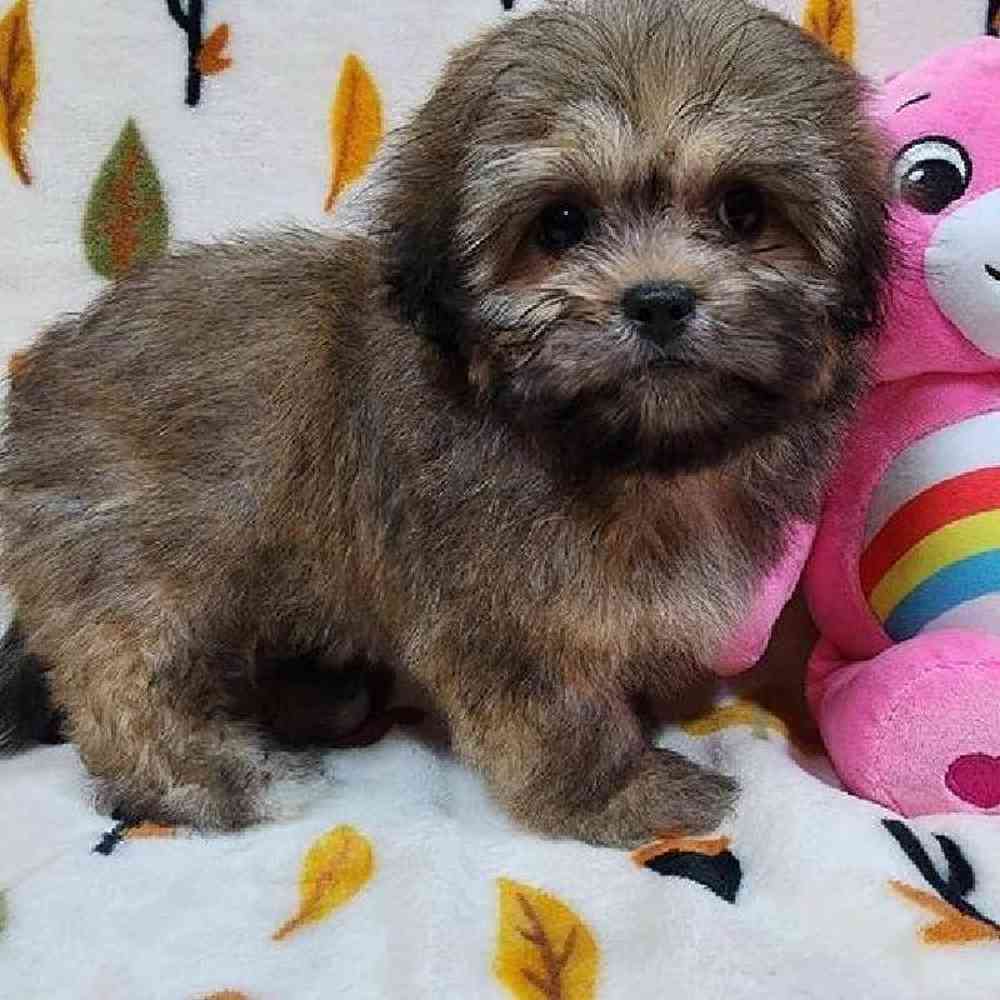 Female Peke-a-poo Puppy for sale