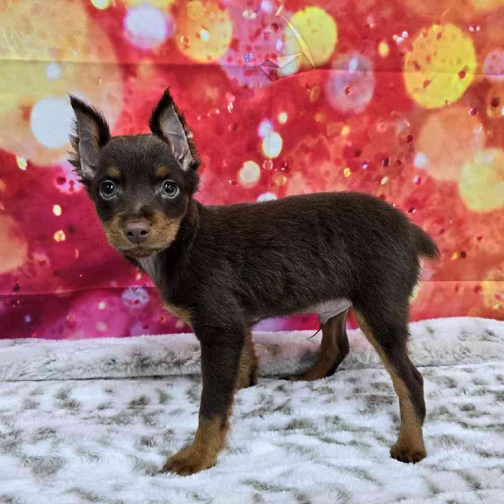 Male Min Pin Puppy for Sale in Virginia Beach, VA