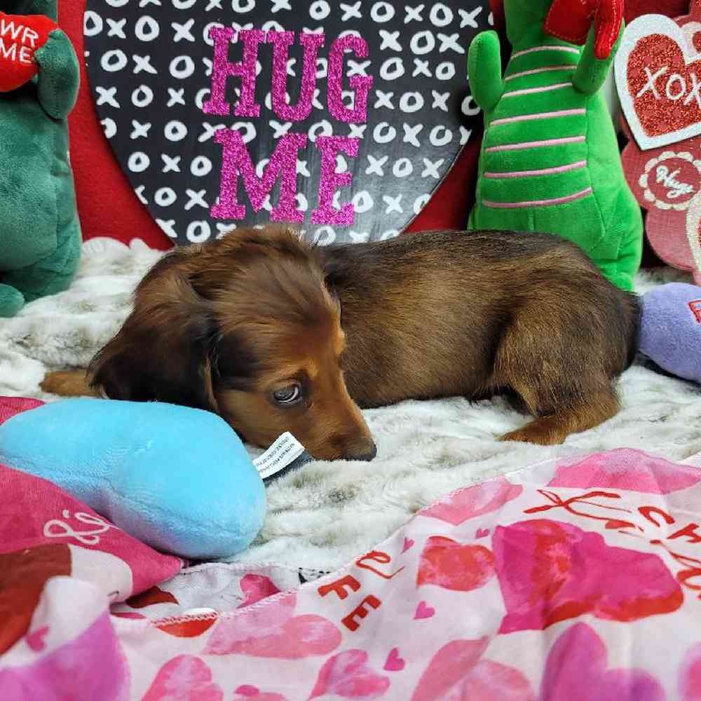 Male Dachshund Puppy for Sale in Virginia Beach, VA