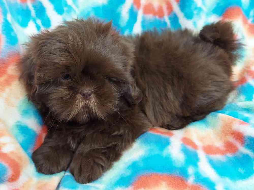 Male Shih Tzu Puppy for sale
