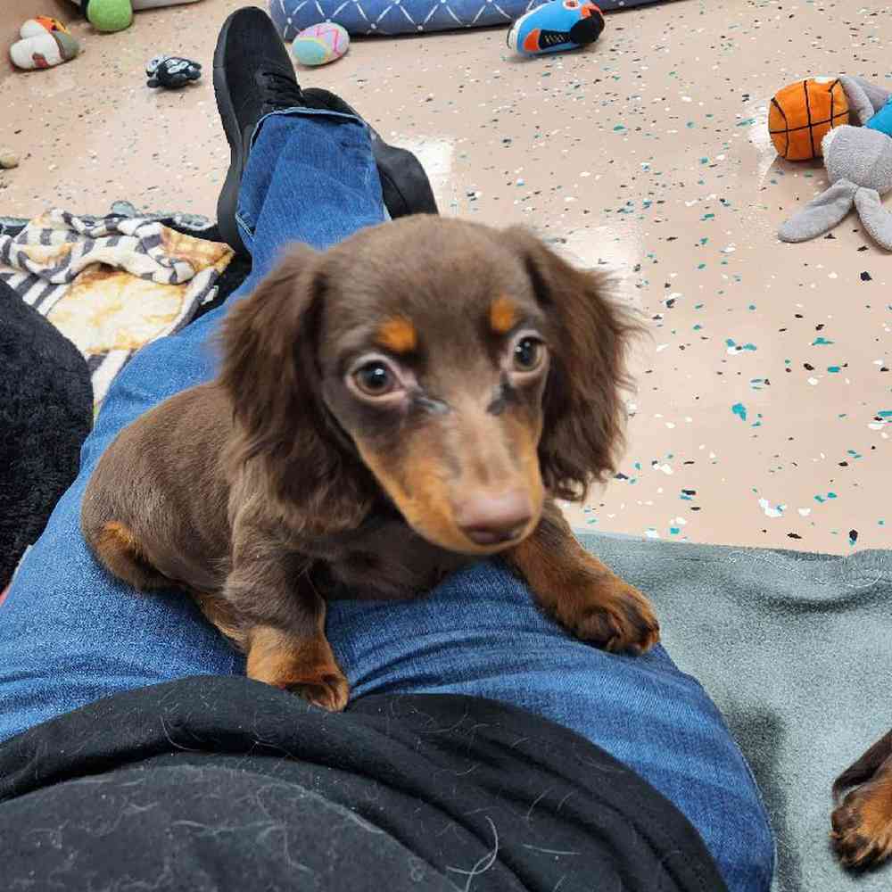 Female Dachshund Puppy for Sale in Virginia Beach, VA