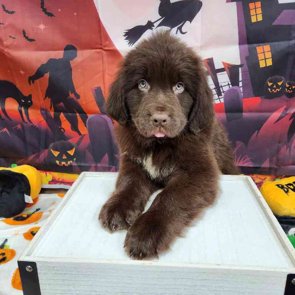 Male Newfoundland Puppy for Sale in Virginia Beach, VA