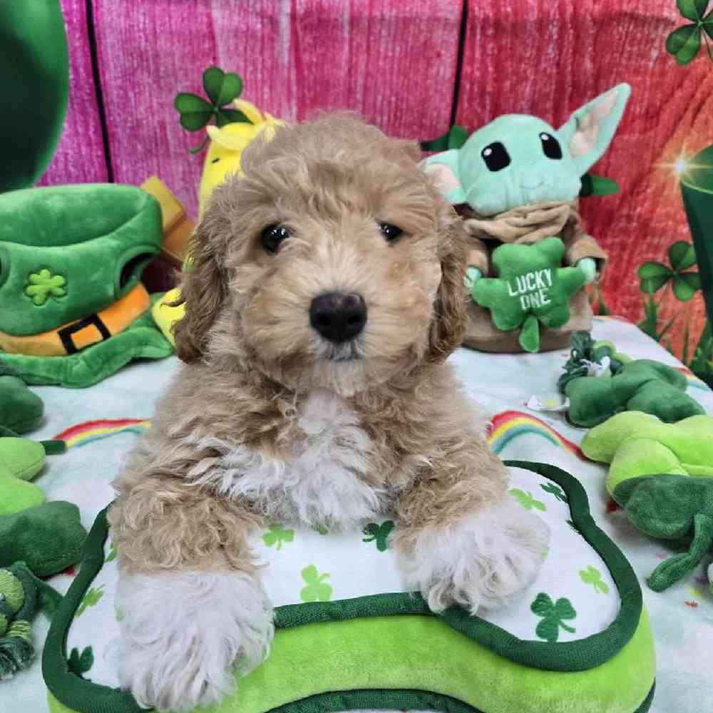 Male Bichonpoo Puppy for Sale in Virginia Beach, VA