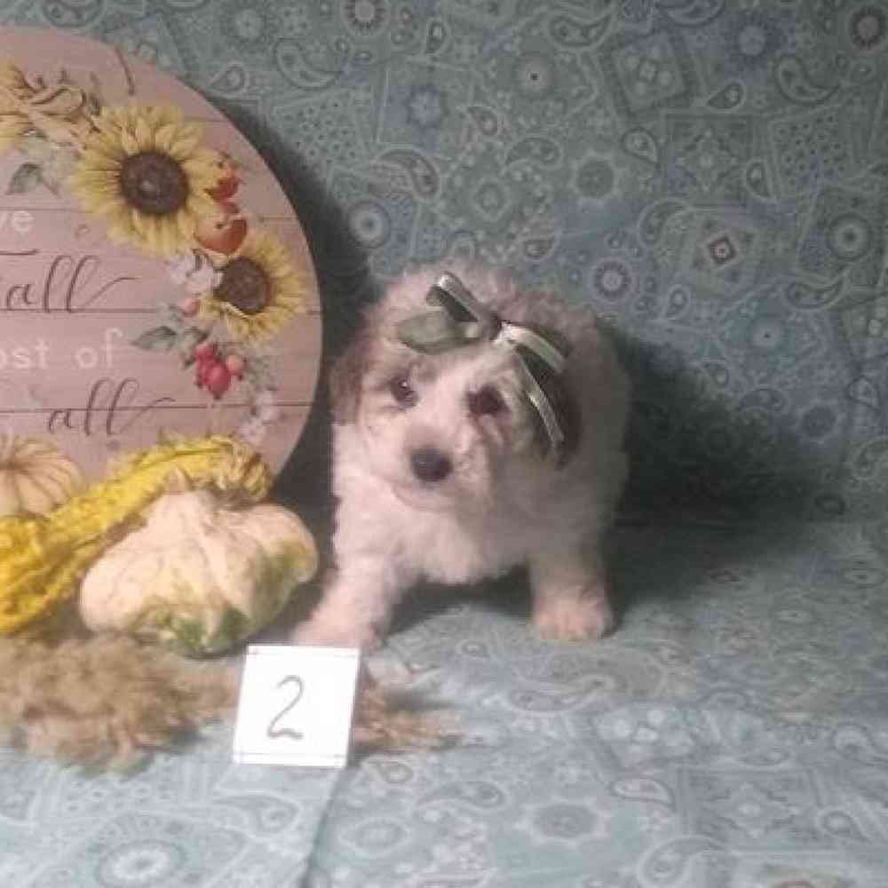 Male Bichonpoo Puppy for Sale in Virginia Beach, VA
