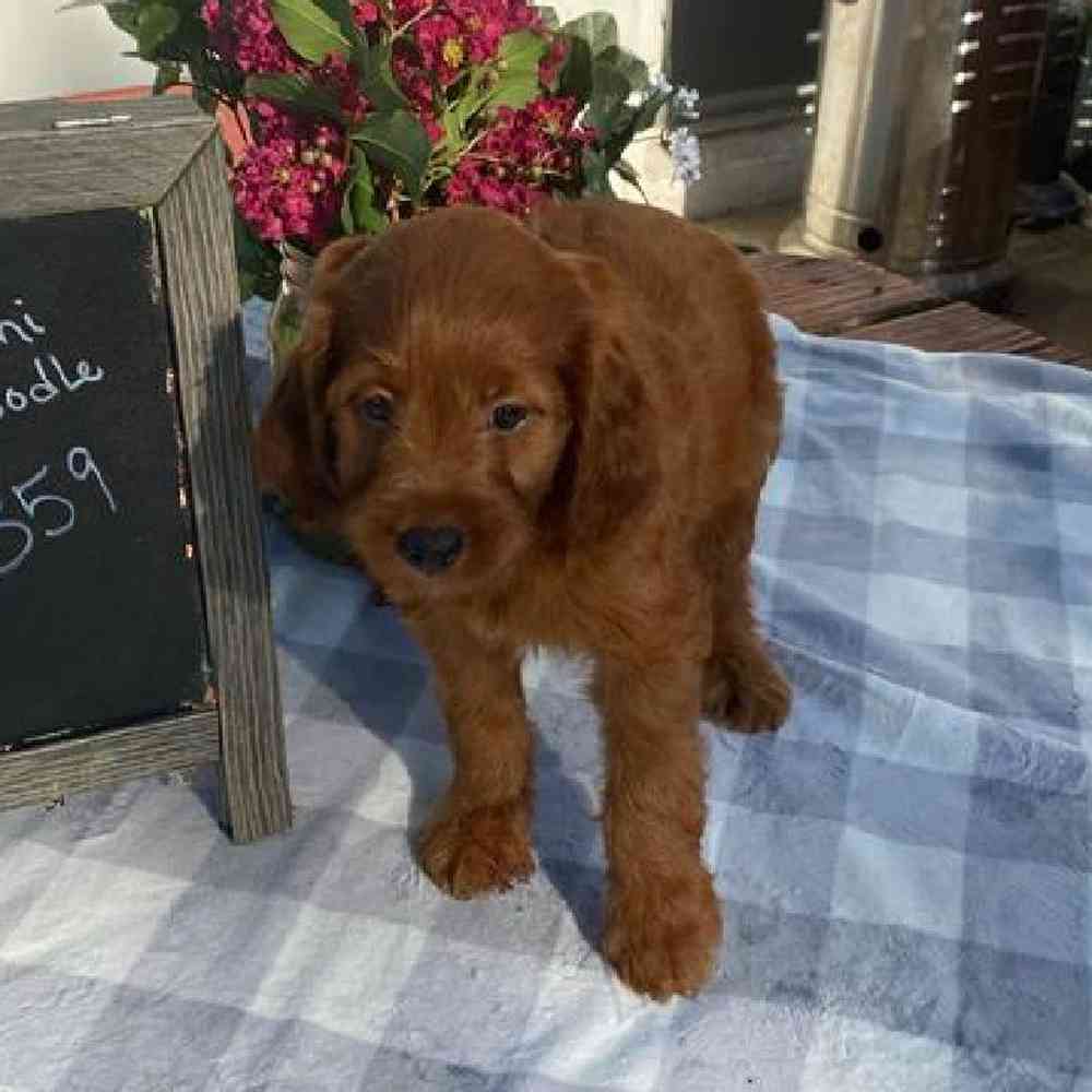 Female Mini Irishpoo Puppy for Sale in Virginia Beach, VA