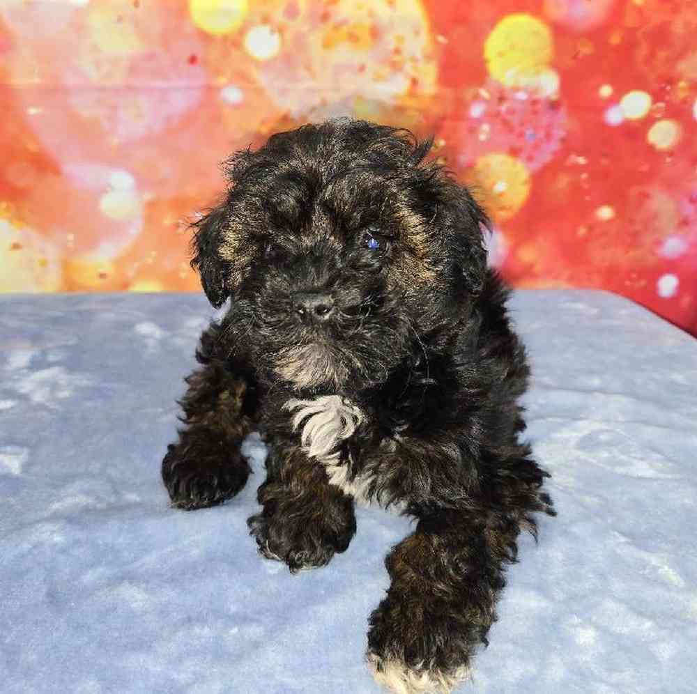 Female Schnoodle Puppy for Sale in Virginia Beach, VA