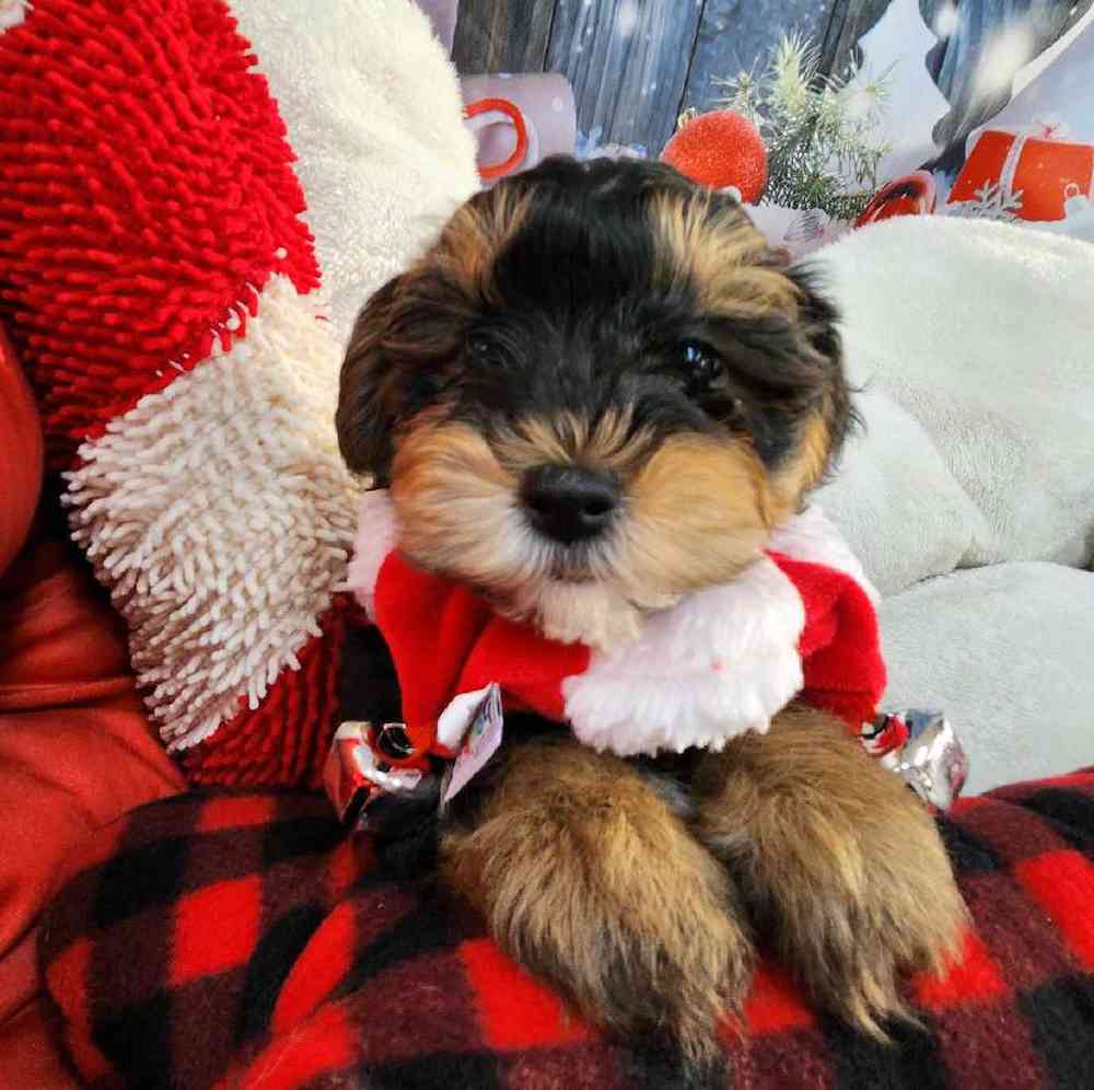 Male Morkie Puppy for Sale in Virginia Beach, VA