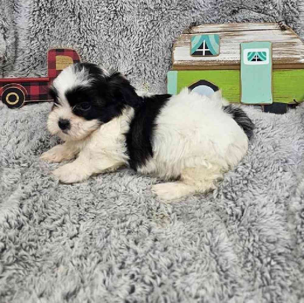 Female Teddy Bear Puppy for Sale in Virginia Beach, VA