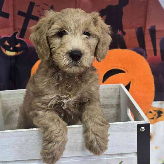 Mini Goldendoodle