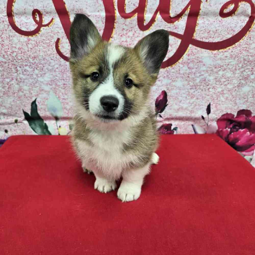 Male Pembroke Welsh Corgi Puppy for Sale in Virginia Beach, VA