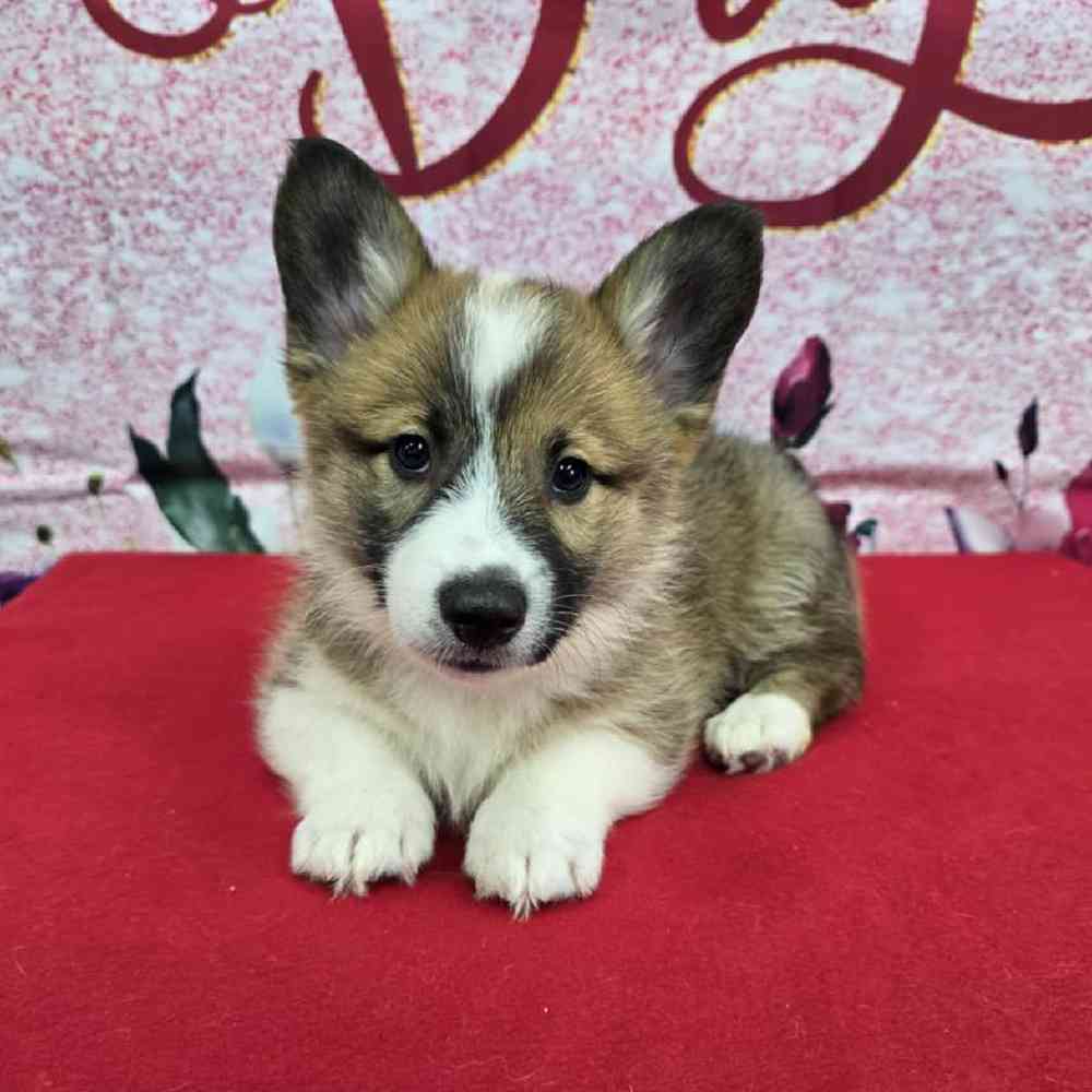Male Pembroke Welsh Corgi Puppy for Sale in Virginia Beach, VA