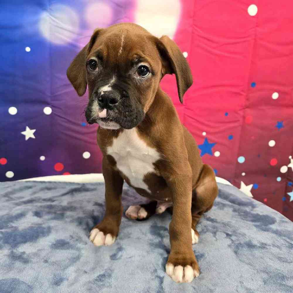 Male Boxer Puppy for Sale in Virginia Beach, VA