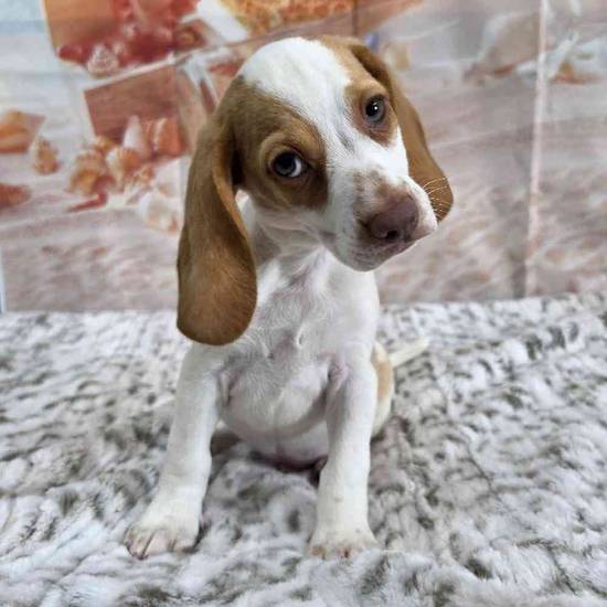 Beagle