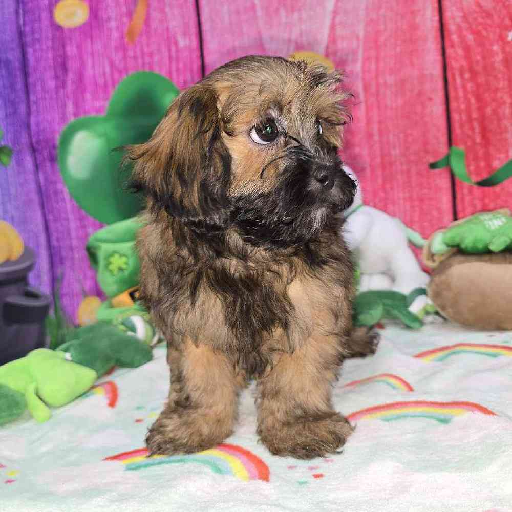 Female Shipoo Puppy for Sale in Virginia Beach, VA