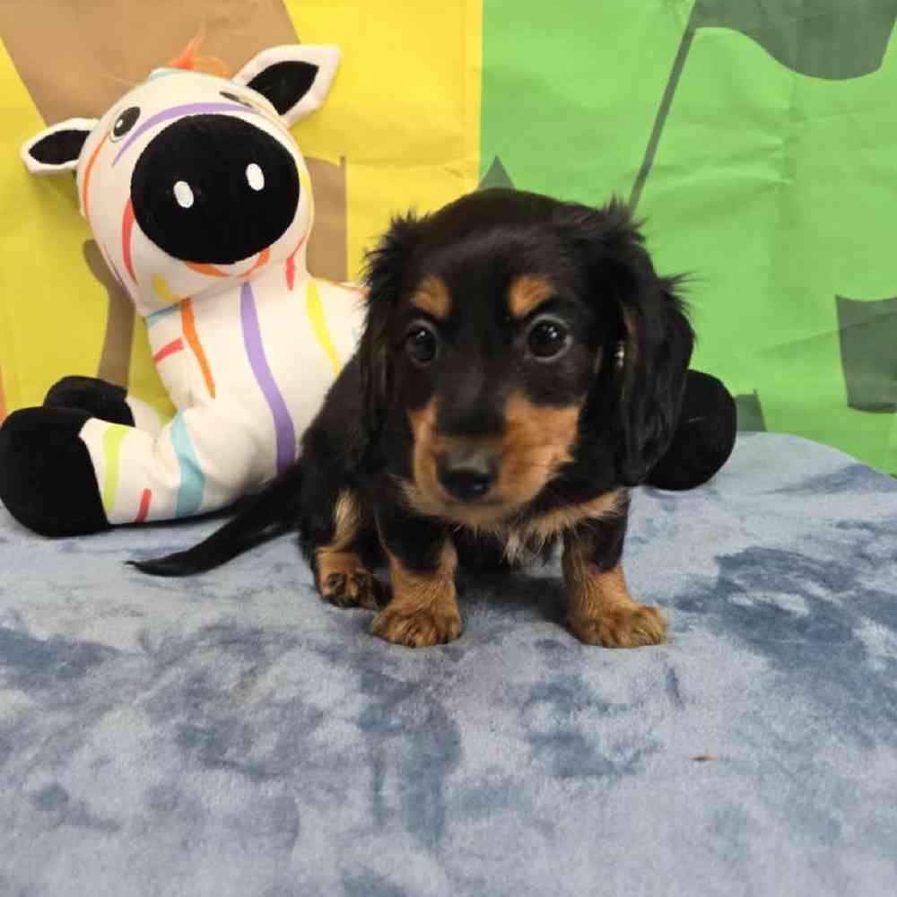 Male Dachshund Puppy for Sale in Virginia Beach, VA