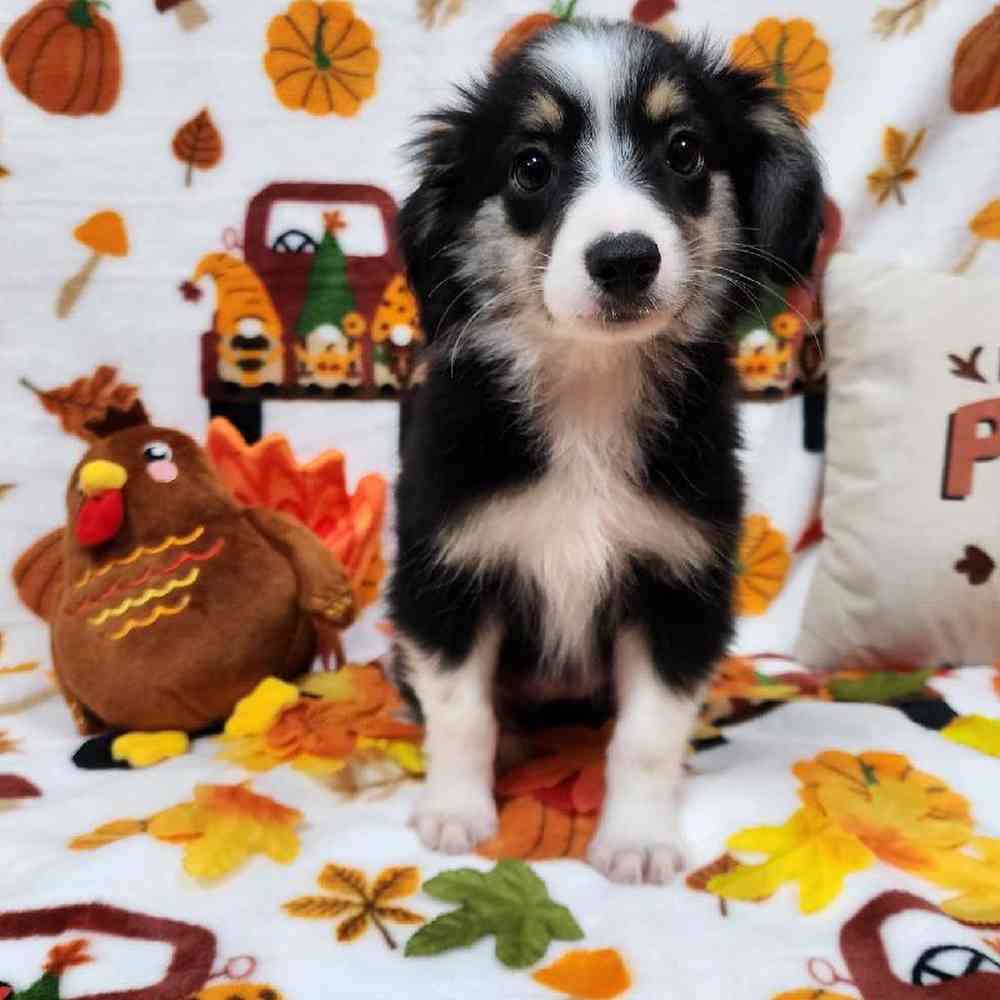 Female Mini Aussie Puppy for sale