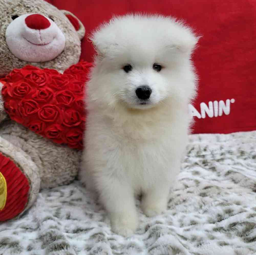 Male Samoyed Puppy for Sale in Virginia Beach, VA