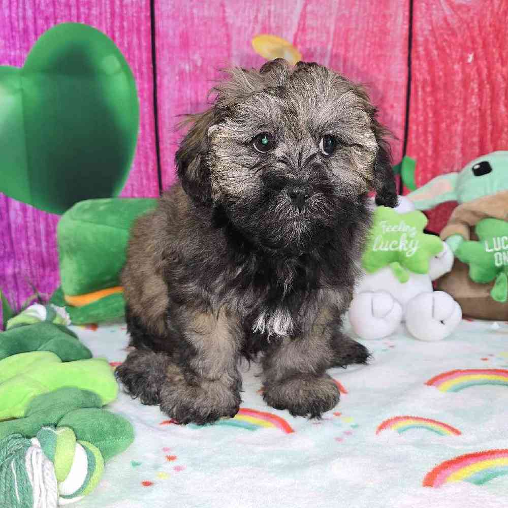 Male Shipoo Puppy for Sale in Virginia Beach, VA