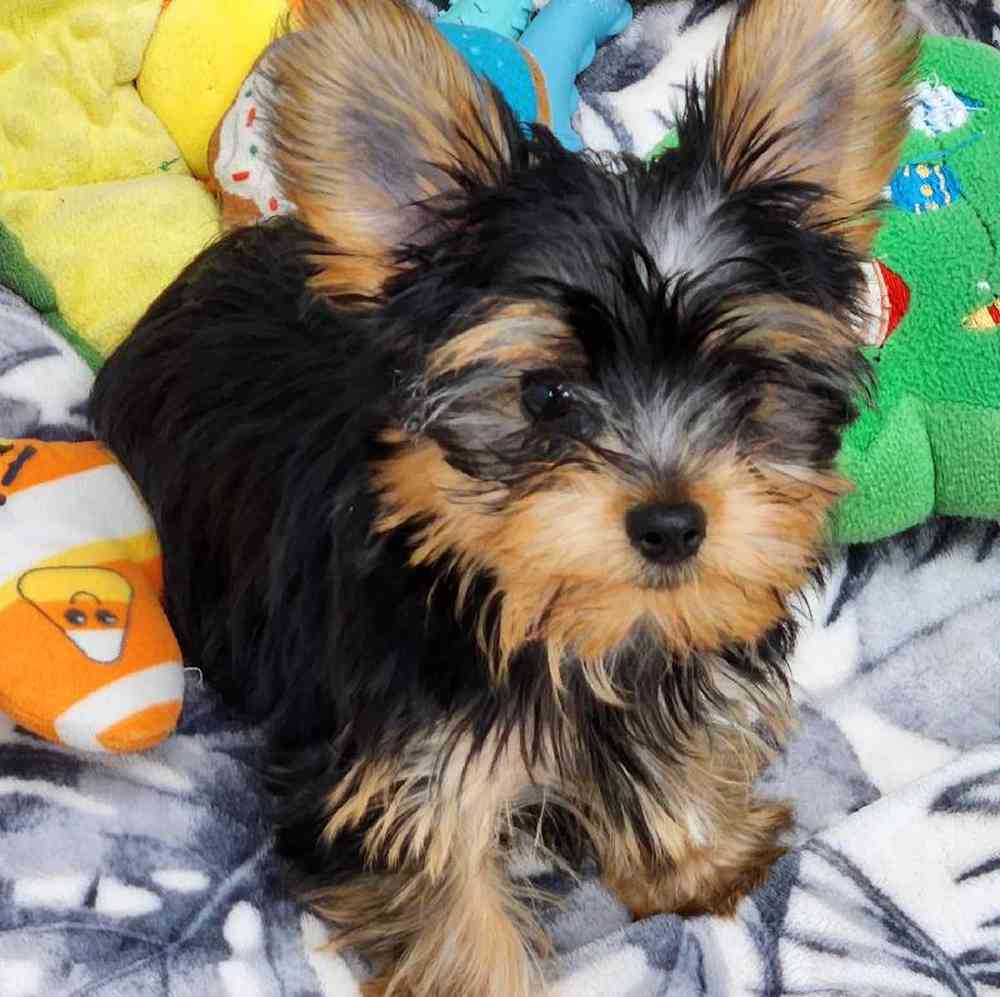 Male Yorkie Puppy for Sale in Virginia Beach, VA