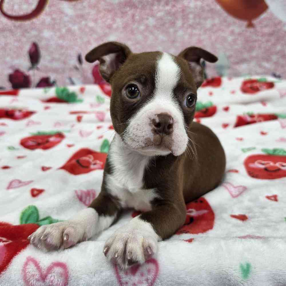Male Boston Terrier Puppy for Sale in Virginia Beach, VA