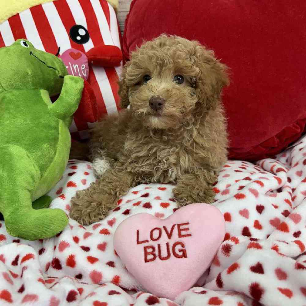 Male Maltipoo Puppy for Sale in Virginia Beach, VA