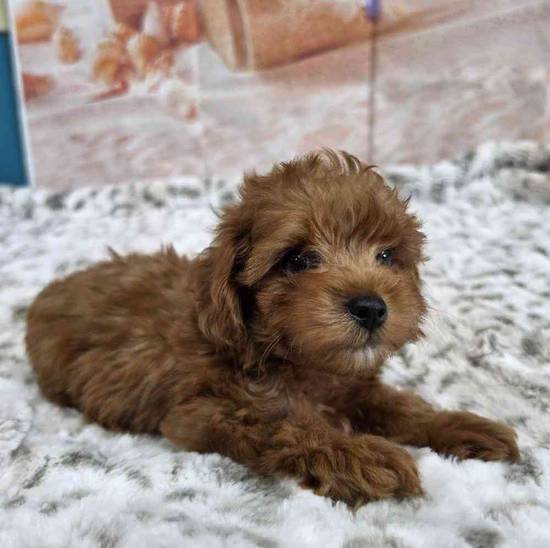 Cavapoo