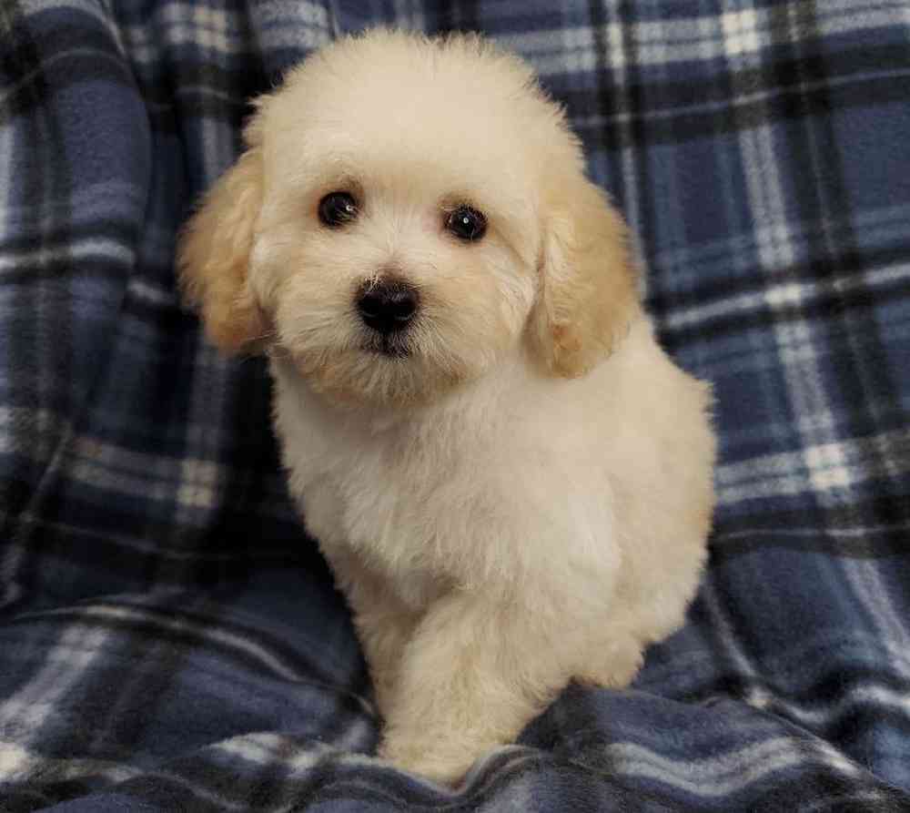Male Poodle Toy Puppy for sale
