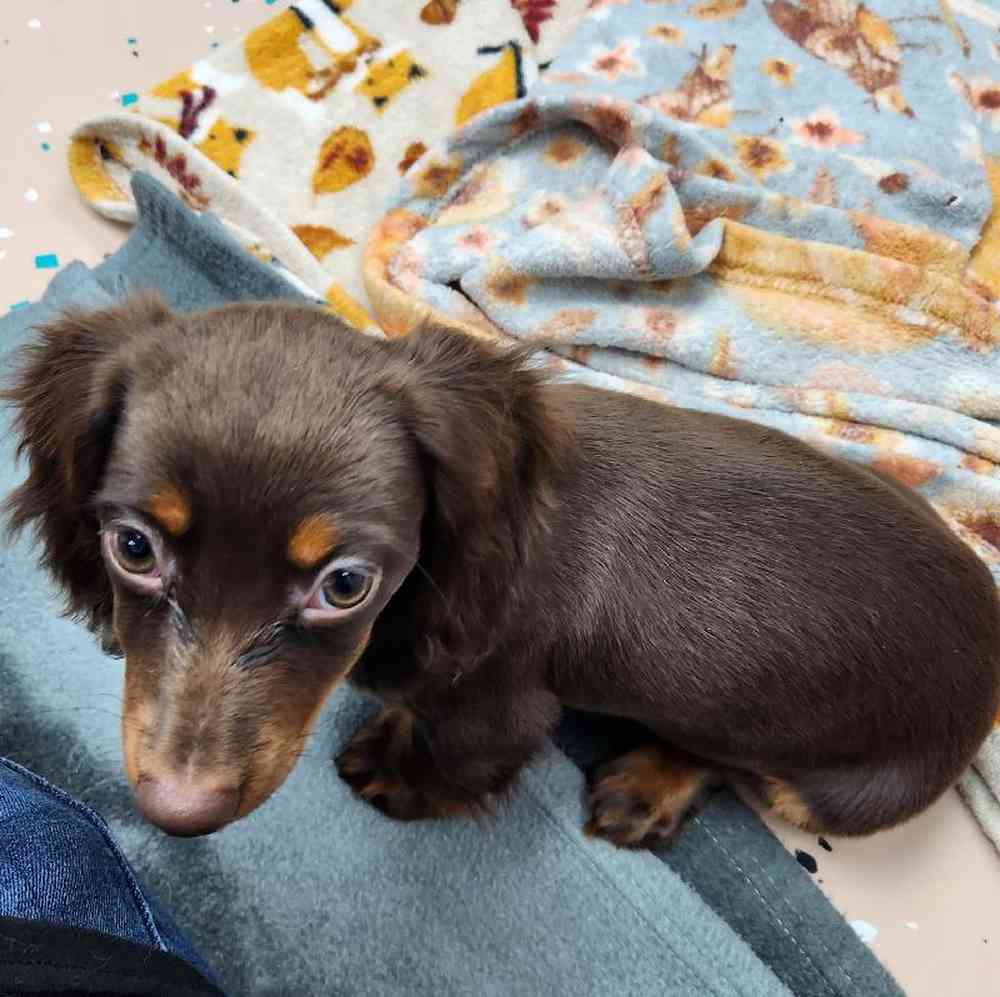 Female Dachshund Puppy for Sale in Virginia Beach, VA