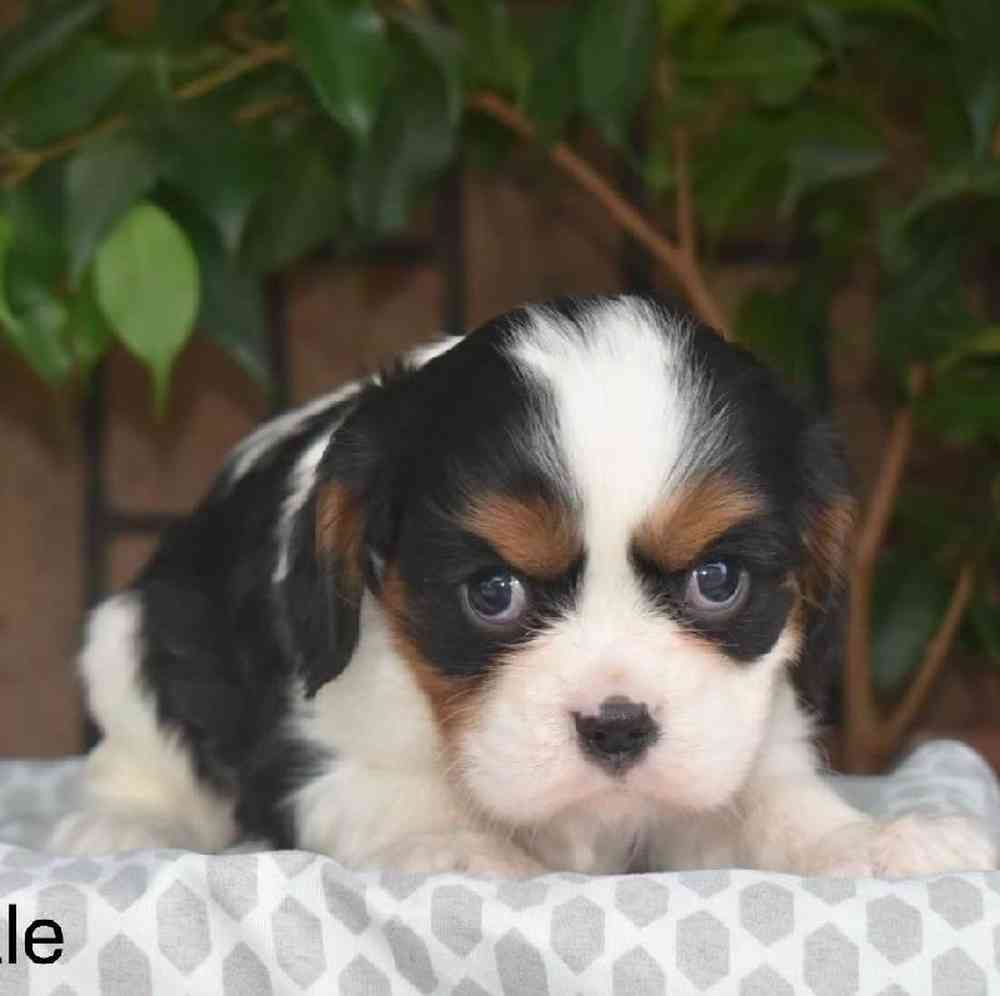 Male Cavalier King Charles Spaniel Puppy for Sale in Virginia Beach, VA