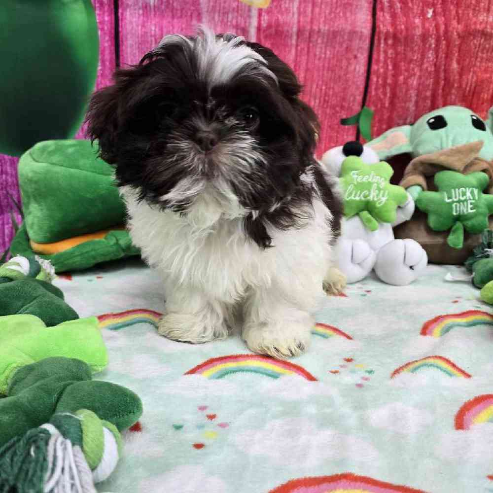 Male Shih Tzu Puppy for Sale in Virginia Beach, VA