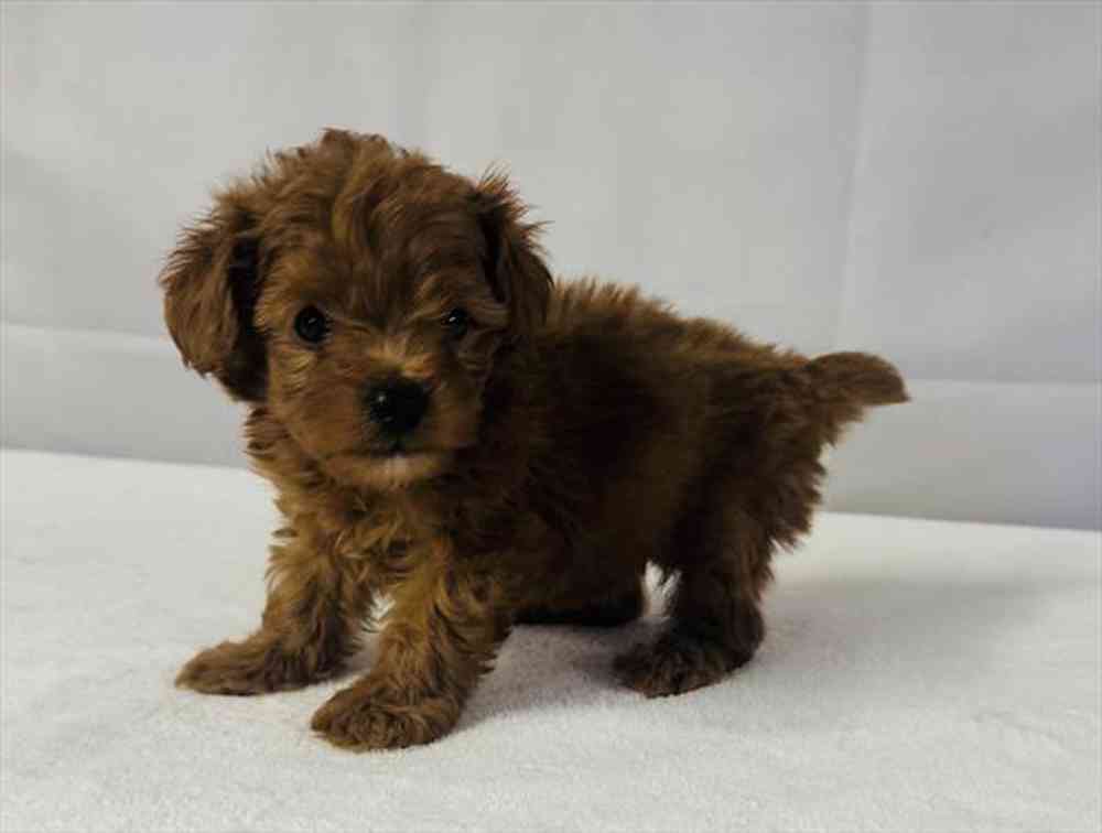 Image of a pet breed in the gallery