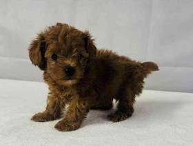 Cavapoo