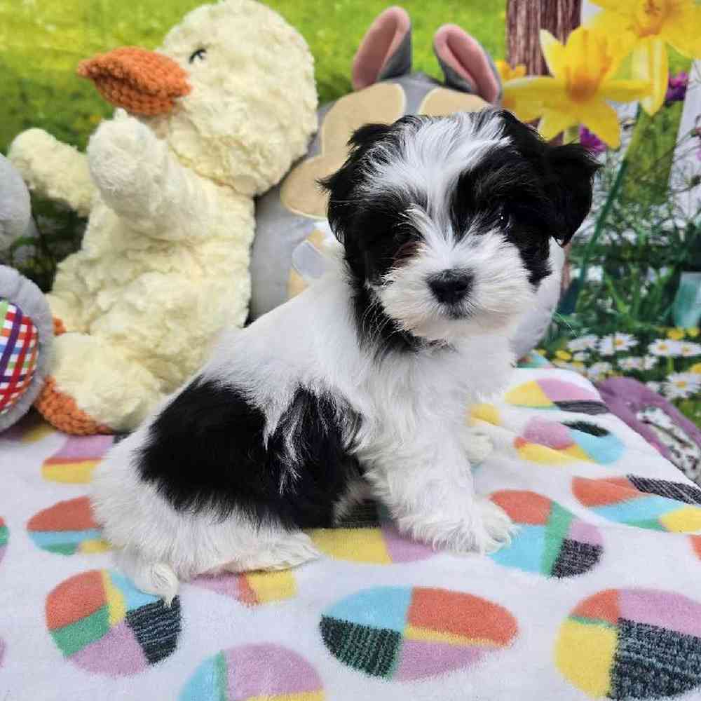 Female Coton De Tulear Puppy for Sale in Virginia Beach, VA