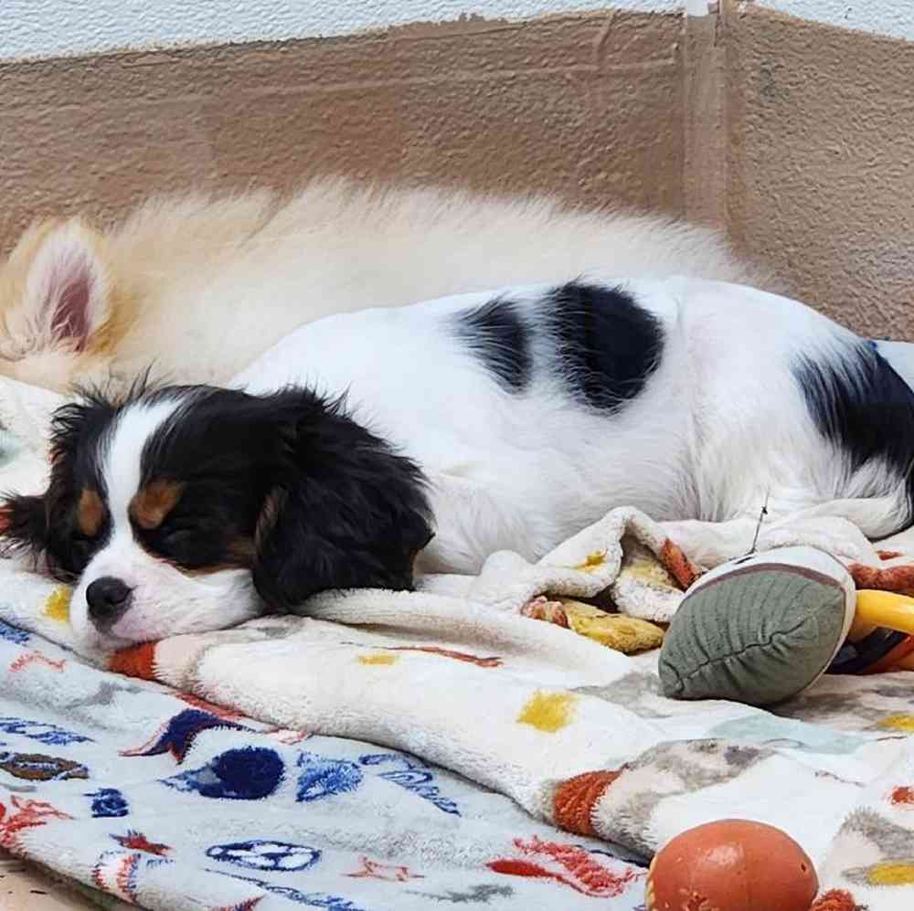 Male Cavalier King Charles Spaniel Puppy for Sale in Virginia Beach, VA