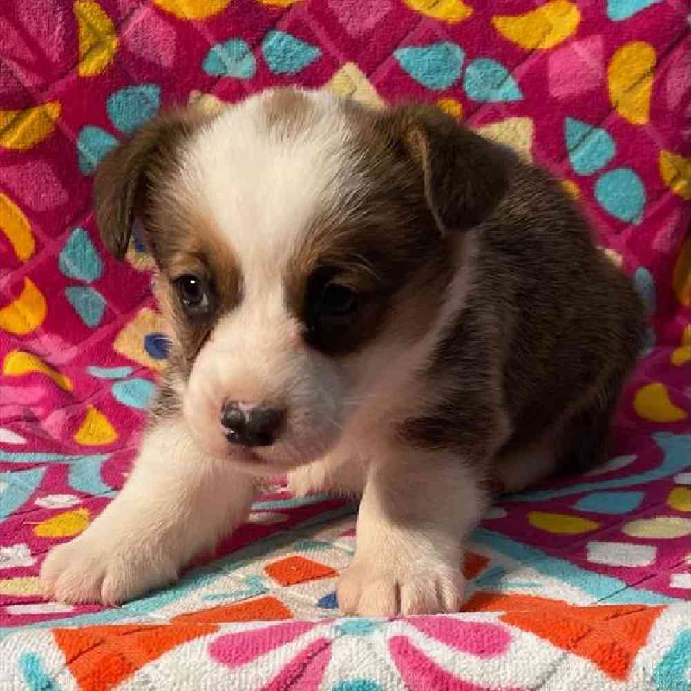 Male Pembroke Welsh Corgi Puppy for Sale in Virginia Beach, VA