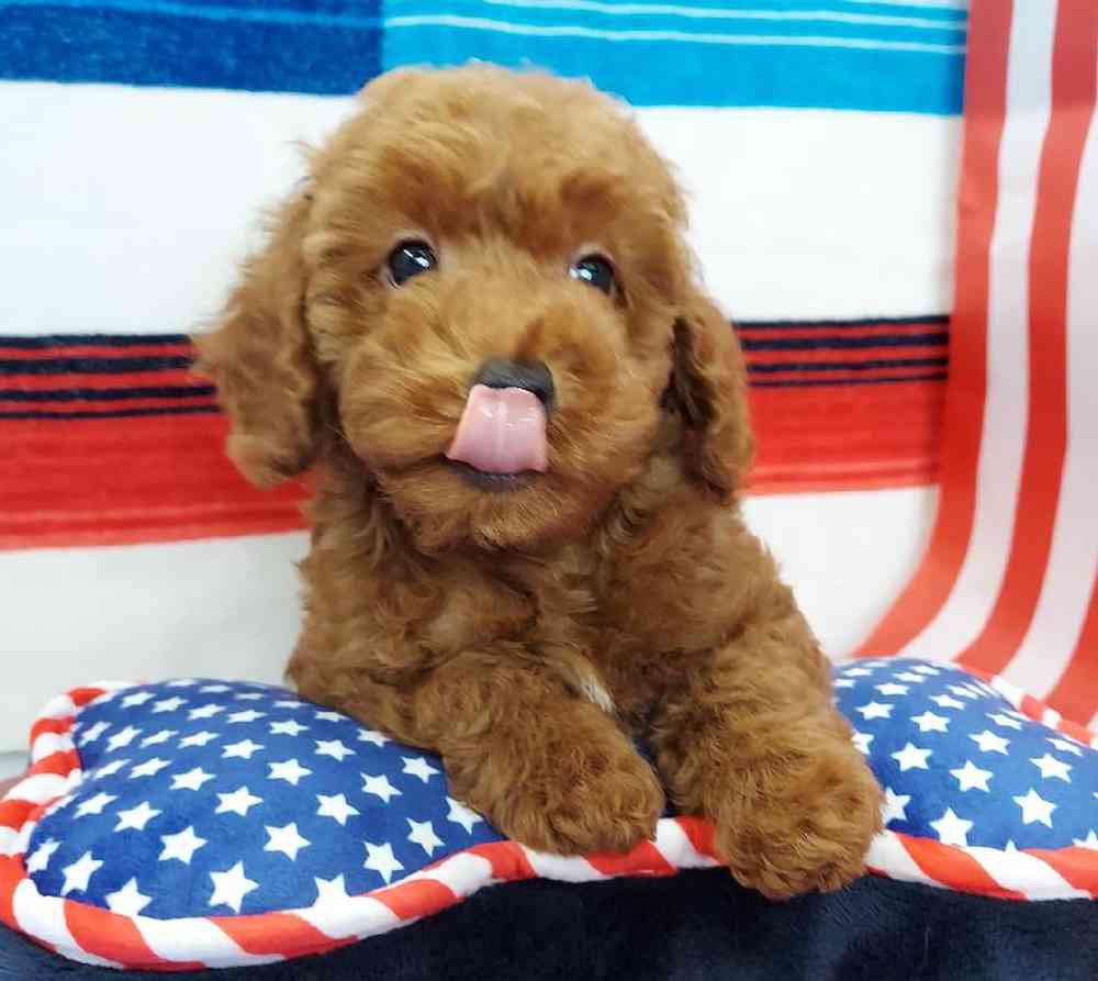 Male Mini Poodle Puppy for sale