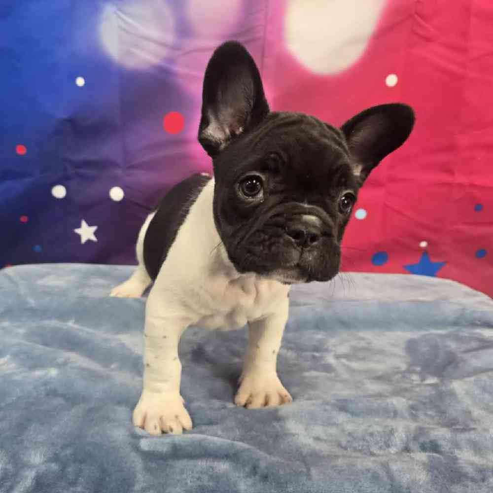 Male French Bulldog Puppy for Sale in Virginia Beach, VA