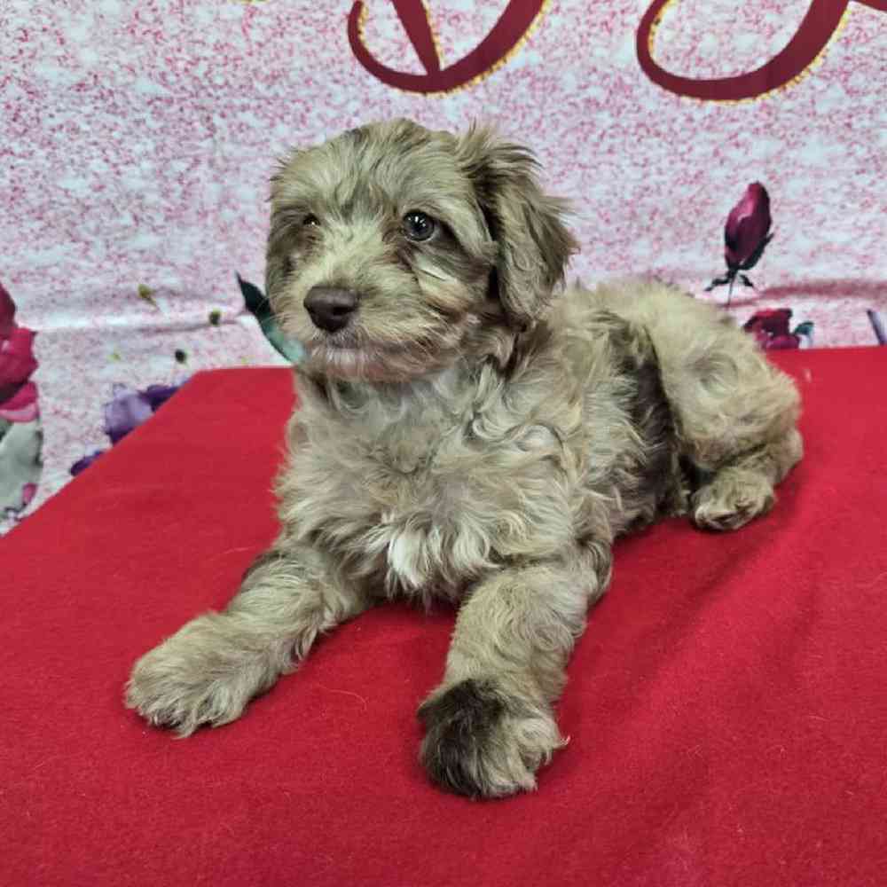 Female Havapoo Puppy for Sale in Virginia Beach, VA