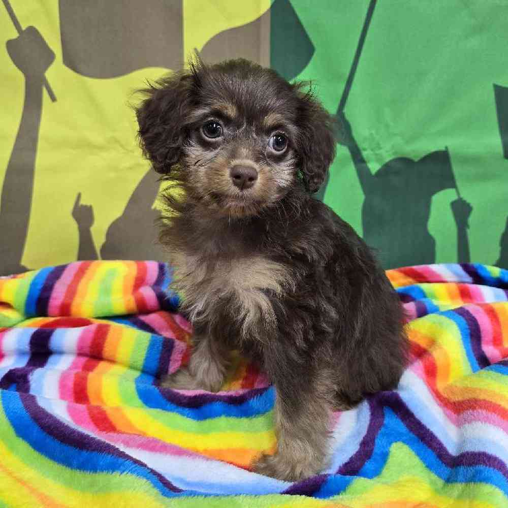 Female Cockapoo Puppy for Sale in Virginia Beach, VA