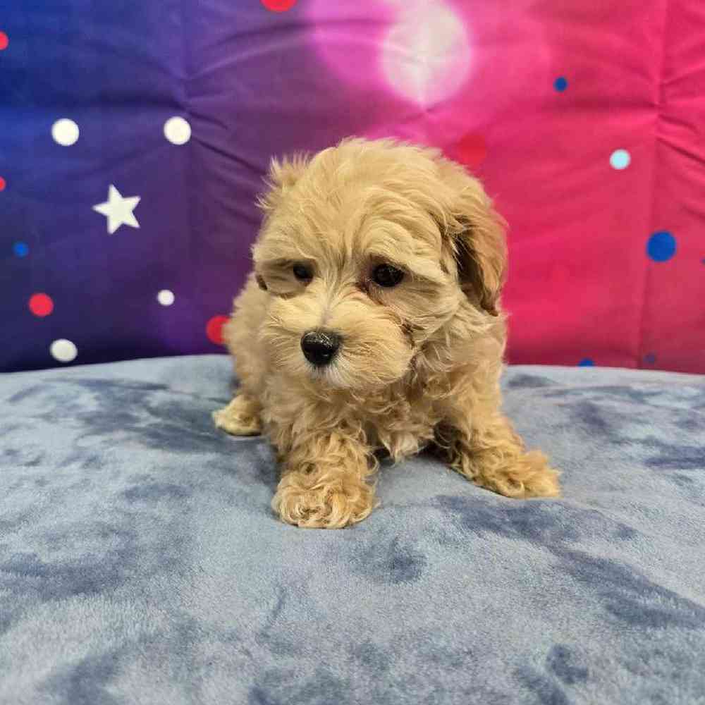 Male Maltipoo Puppy for Sale in Virginia Beach, VA
